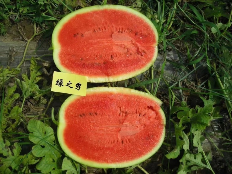 绿之秀西瓜种子豫艺创世纪中早熟抗病大果不裂瓜单瓜重20斤