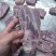 多肉猪颈骨
