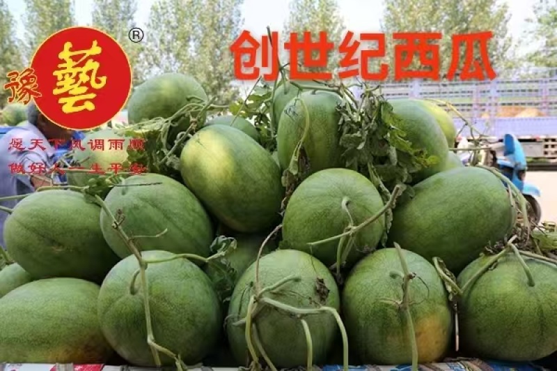 绿之秀西瓜种子豫艺创世纪中早熟抗病大果不裂瓜单瓜重20斤