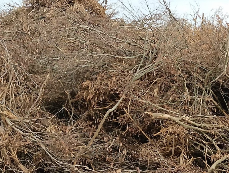 草木灰