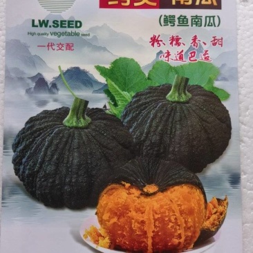 南瓜种子鳄美南瓜香甜糯粉鳄鱼南瓜好种易管理产量高
