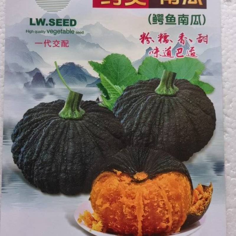 南瓜种子鳄美南瓜香甜糯粉鳄鱼南瓜好种易管理产量高