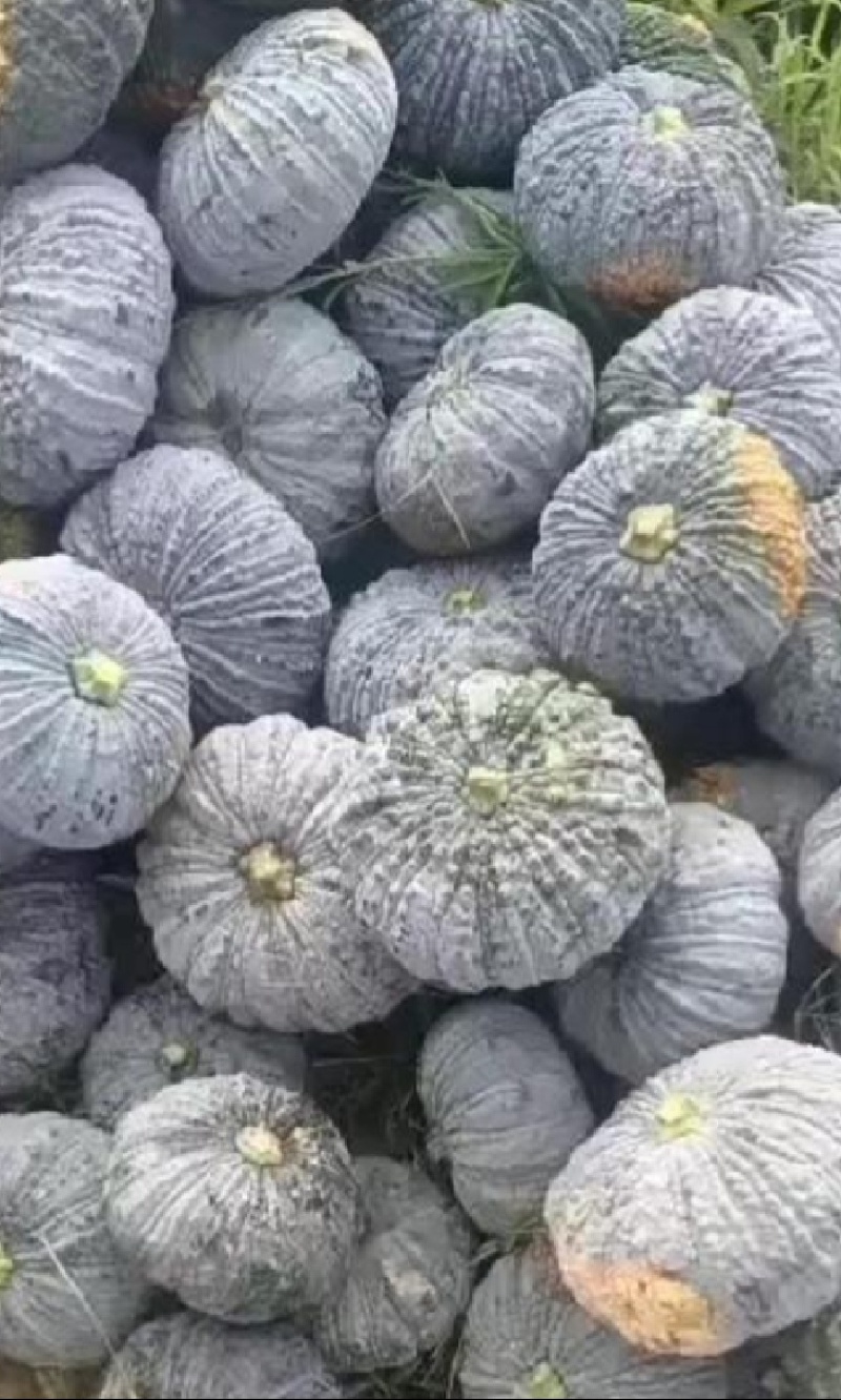 南瓜种子鳄美南瓜香甜糯粉鳄鱼南瓜好种易管理产量高
