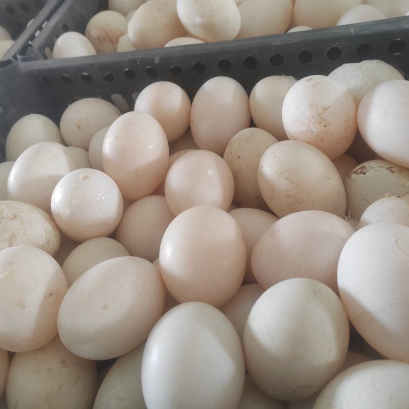 食品加工厂用鲜鸭蛋，鲜破蛋，破壳蛋，鸡蛋，破壳鸡蛋，