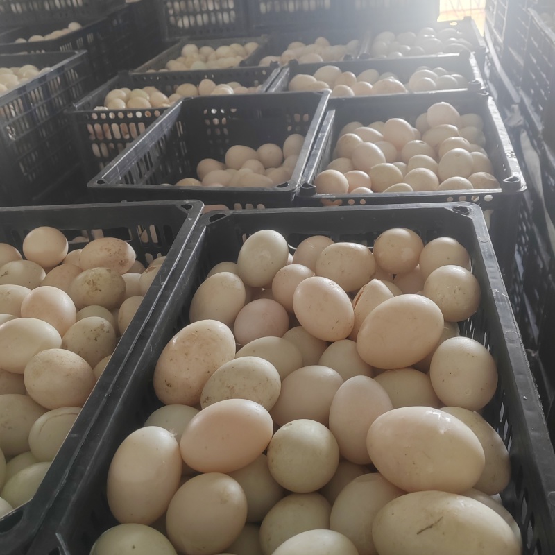 食品加工厂用鲜鸭蛋，鲜破蛋，破壳蛋，鸡蛋，破壳鸡蛋，