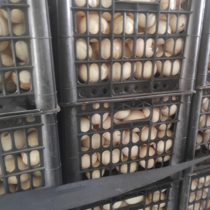 食品加工厂用鲜鸭蛋，鲜破蛋，破壳蛋，鸡蛋，破壳鸡蛋，