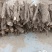 泡桐种根一手货源