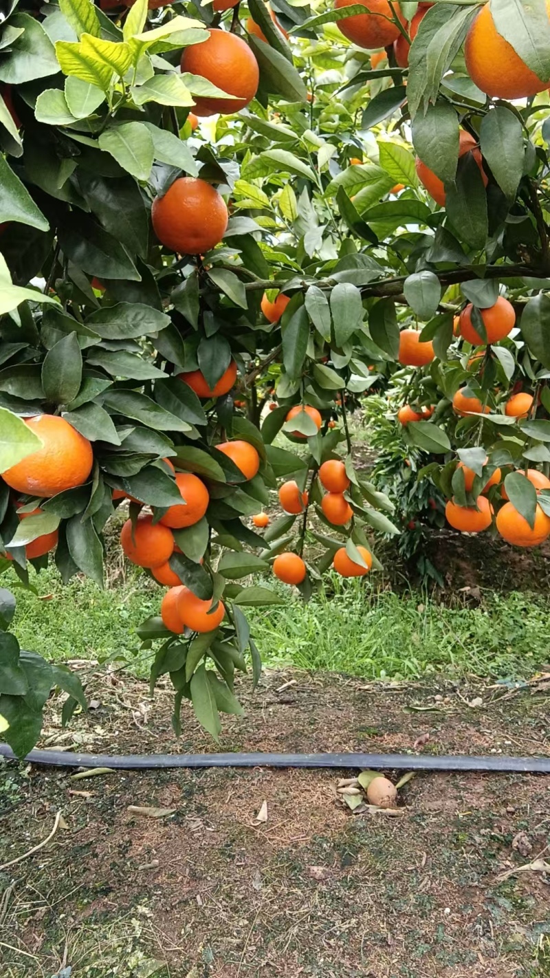 广西沃柑/电商货/大量供应/产地代办/欢迎采购咨询