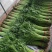 茼蒿河北叶菜供应承接商超配货净菜加工货源稳定