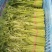 茼蒿河北叶菜供应承接商超配货净菜加工货源稳定
