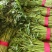 茼蒿河北叶菜供应承接商超配货净菜加工货源稳定