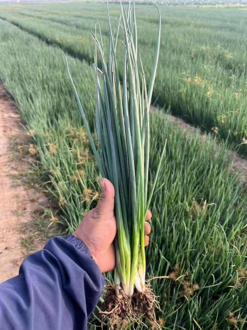 河北钢葱香葱净菜加工商超配货品种多货源稳定代收