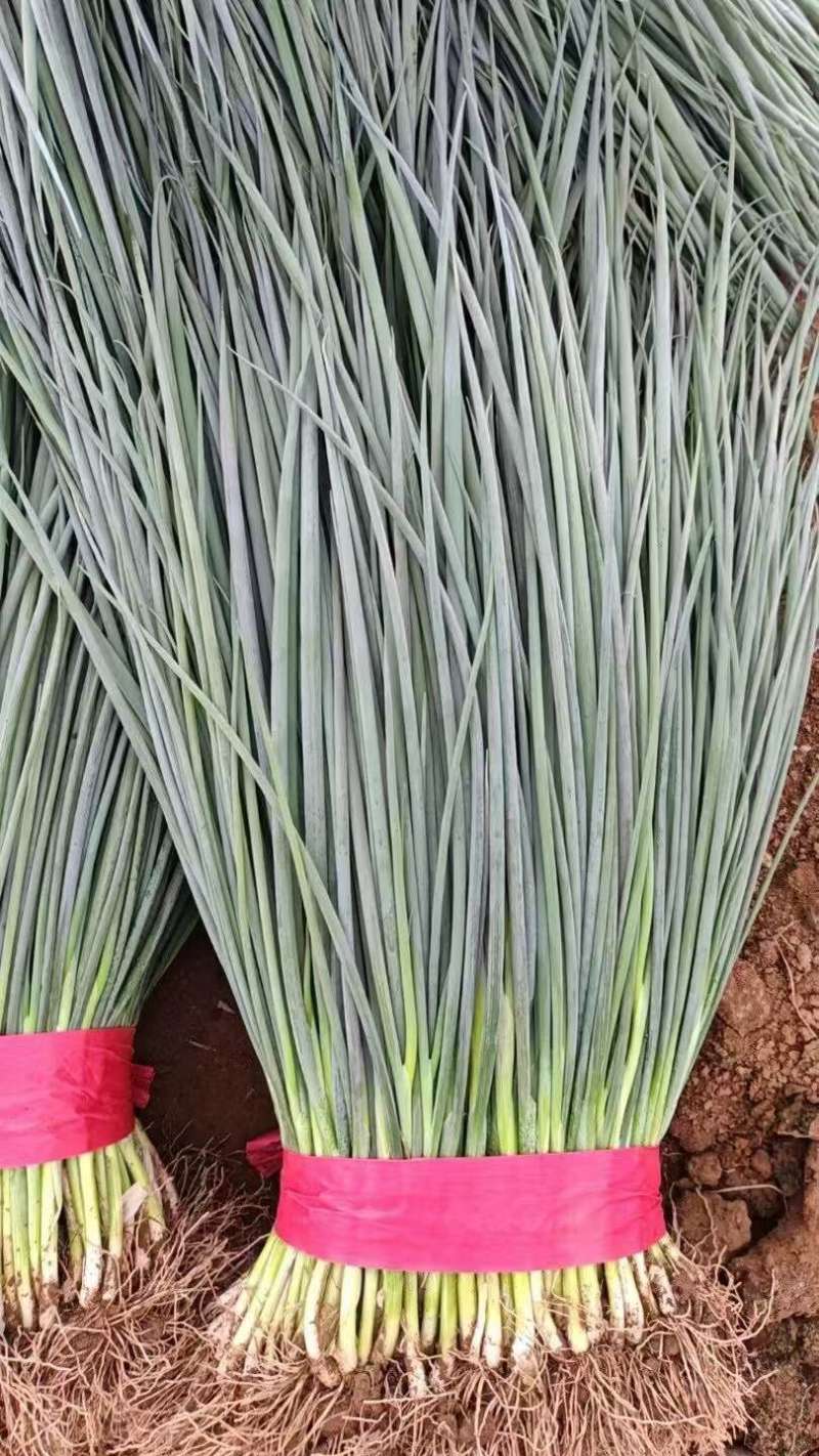 河北钢葱香葱净菜加工商超配货品种多货源稳定代收
