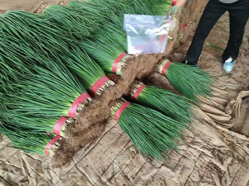 河北钢葱香葱净菜加工商超配货品种多货源稳定代收