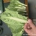 精品白菜苔，菜苔，产地直供，保质保量，量大从优，视频看货
