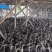 水鸭母养殖场现货，每只2-3斤左右，价格实惠价格可聊