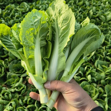 精品白菜苔，菜苔，产地直供，保质保量，量大从优，视频看货