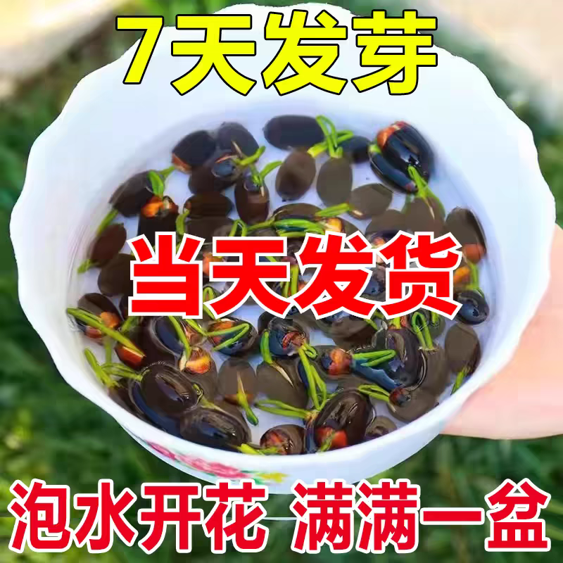碗莲种子水养土培懒人室内盆栽阳台一斤400多粒