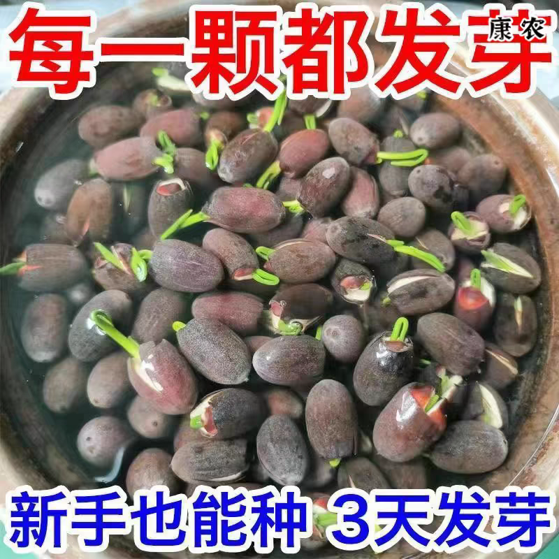 碗莲种子水养土培懒人室内盆栽阳台一斤400多粒