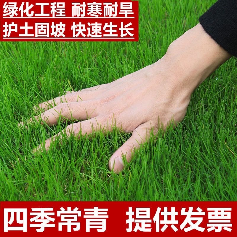 天津高羊毛高羊茅绿化草品质保证诚信经营欢迎联系