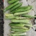 河南豌豆荚大量上市。品质保障一手货源量大从优欢迎各界老板