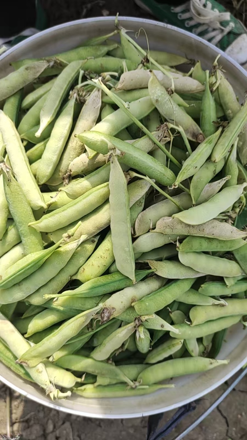 河南豌豆荚大量上市。品质保障一手货源量大从优欢迎各界老板