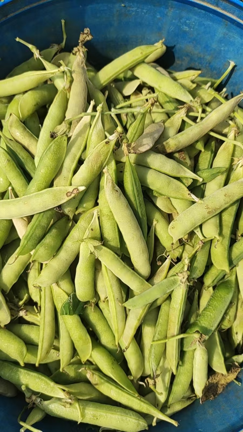 河南豌豆荚大量上市。品质保障一手货源量大从优欢迎各界老板
