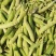 河南豌豆荚大量上市。品质保障一手货源量大从优欢迎各界老板