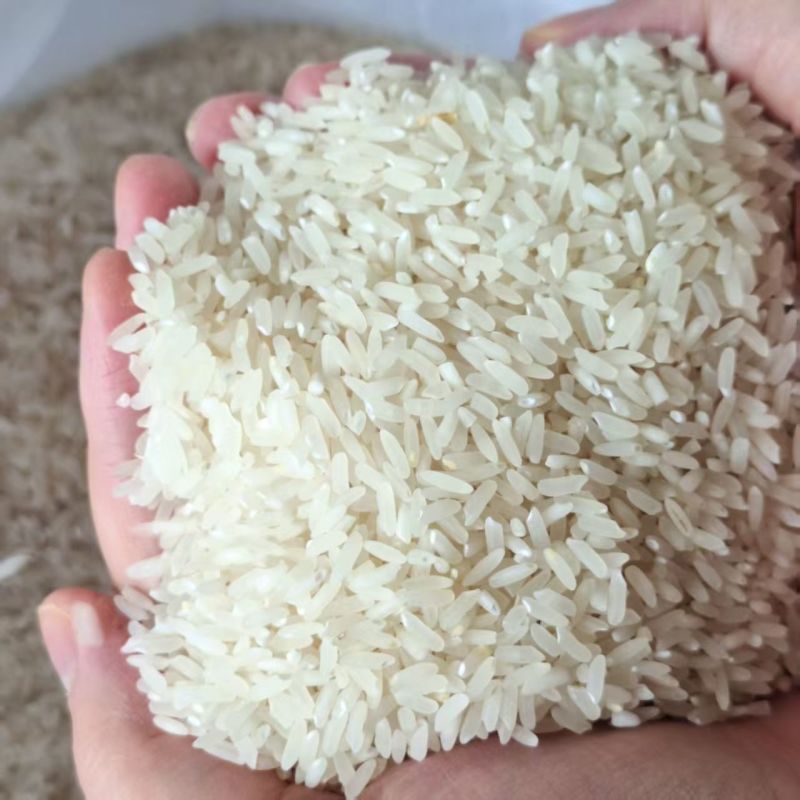 精品香米产地直发大量供应有机肥料种植