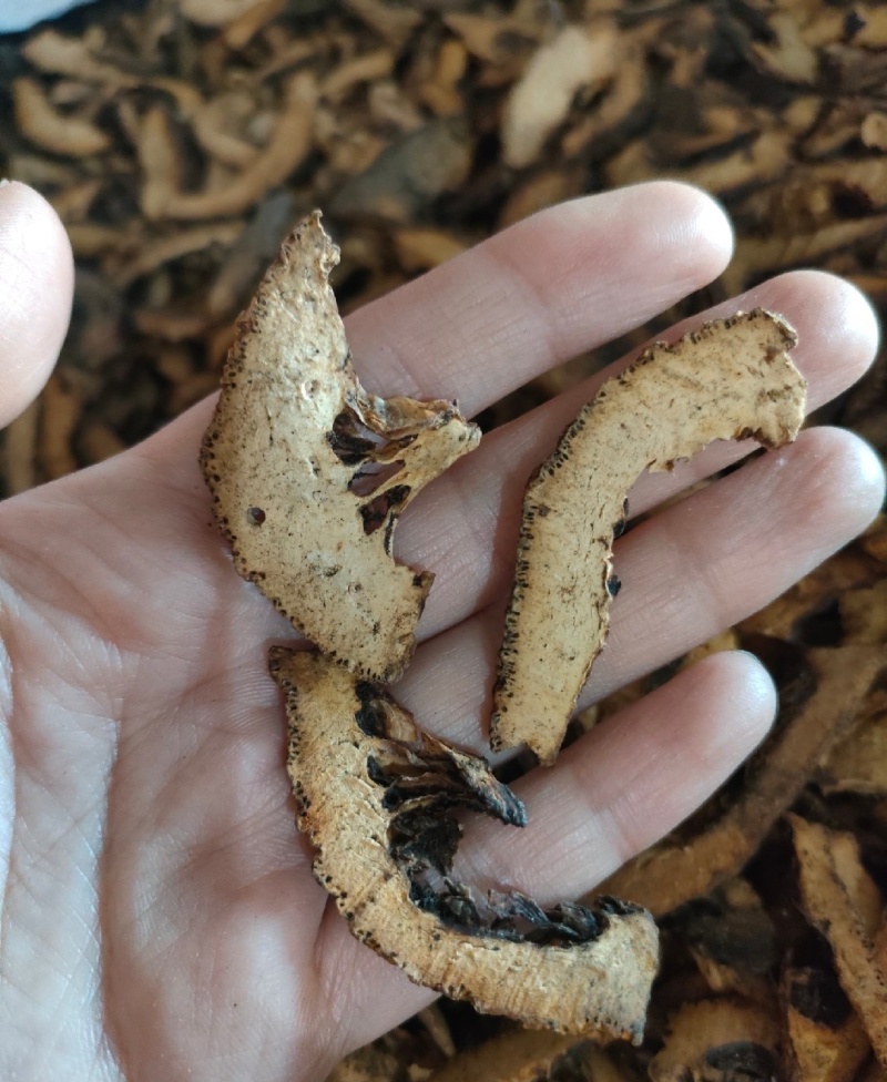 精品枳壳产地直发大量供应现货直发有机肥种植