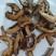 精品枳壳产地直发大量供应现货直发有机肥种植
