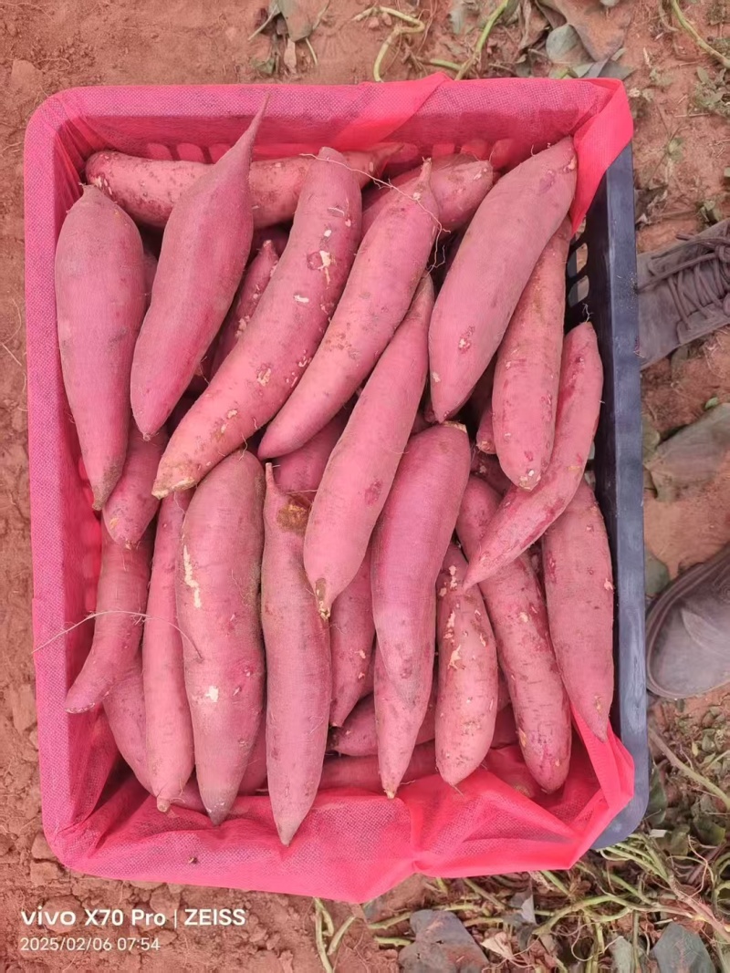 广东湛江西瓜红，济薯33。品种齐全，对接全国。