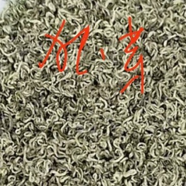 优质独芽毛尖