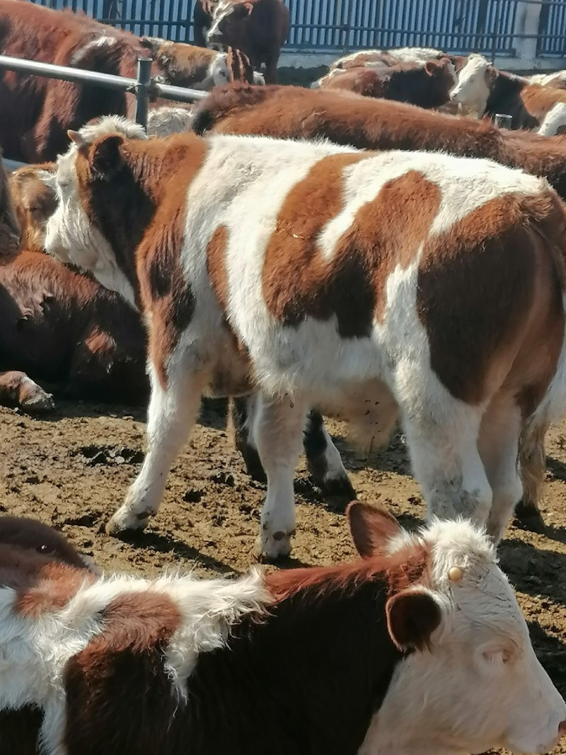 西门塔尔牛犊，纯种西门塔尔牛牛犊100~200kg