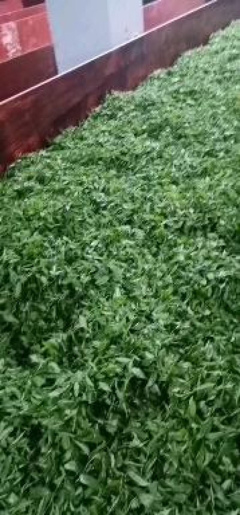 优质独芽毛尖