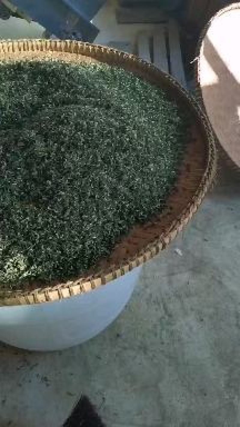 优质独芽毛尖