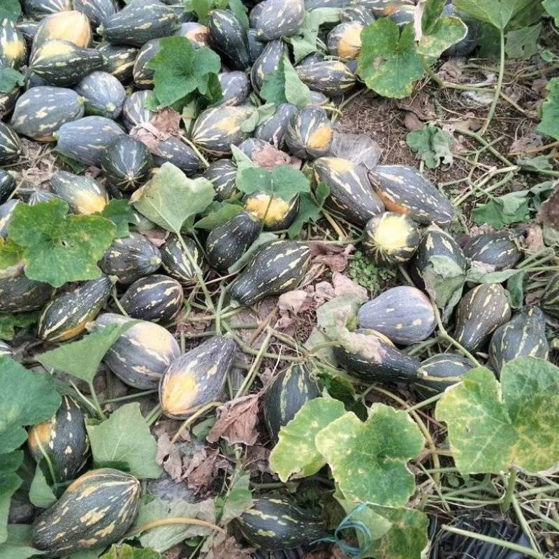 香芋南瓜基地直发对接电商市场商超可视频看货