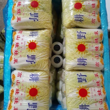 娃娃菜永年精品娃娃菜商超电商配货净菜加工代发全国