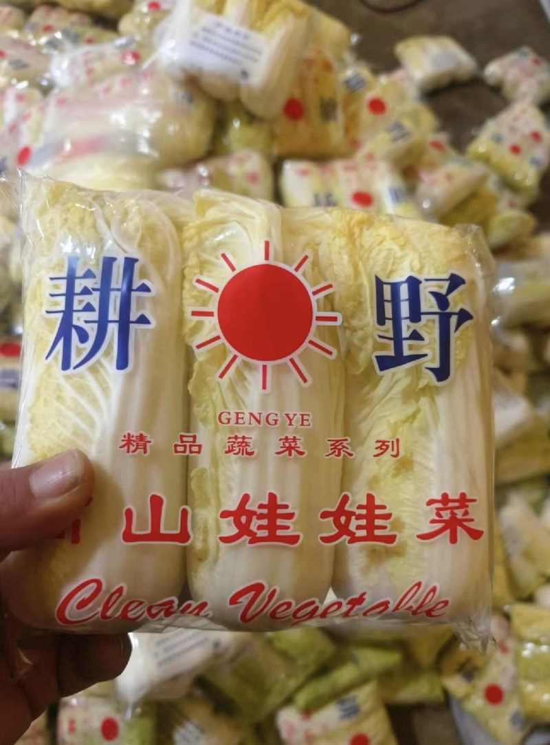 娃娃菜永年精品娃娃菜商超电商配货净菜加工代发全国