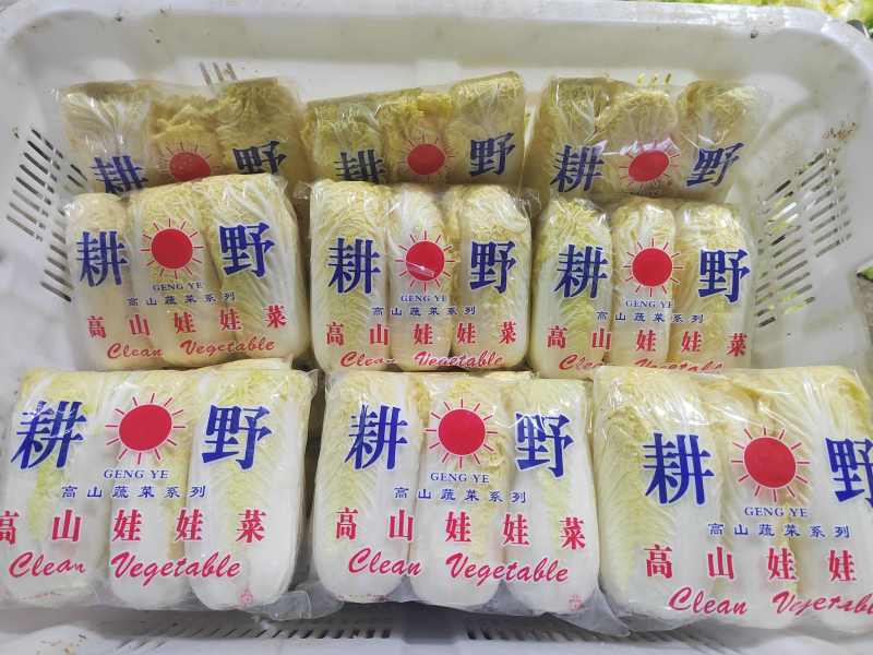 娃娃菜永年精品娃娃菜商超电商配货净菜加工代发全国