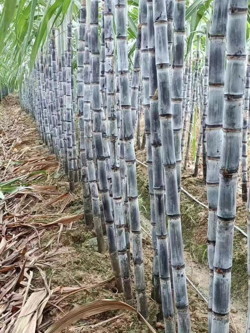 广东黑皮甘蔗对接电商市场商超可视频看货保证质量
