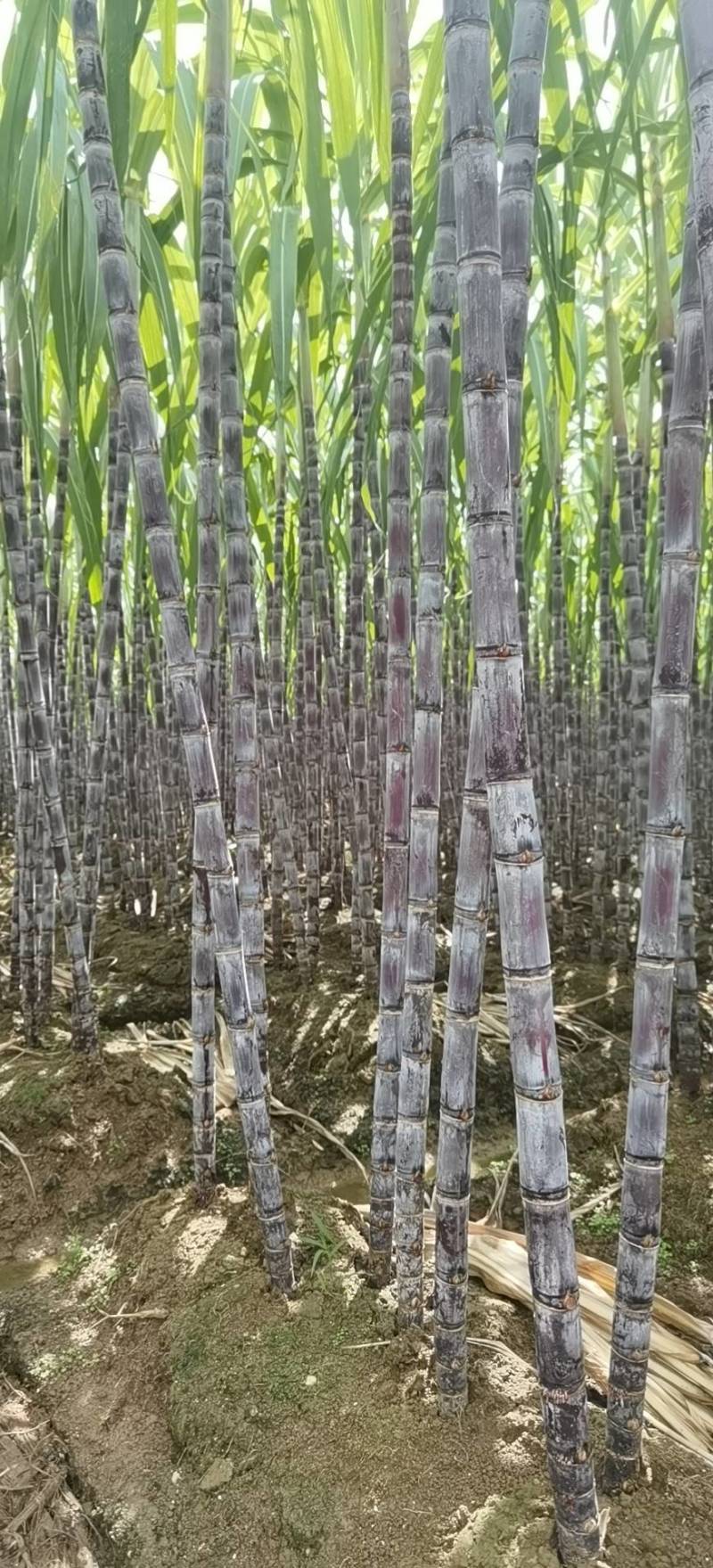 广东黑皮甘蔗对接电商市场商超可视频看货保证质量