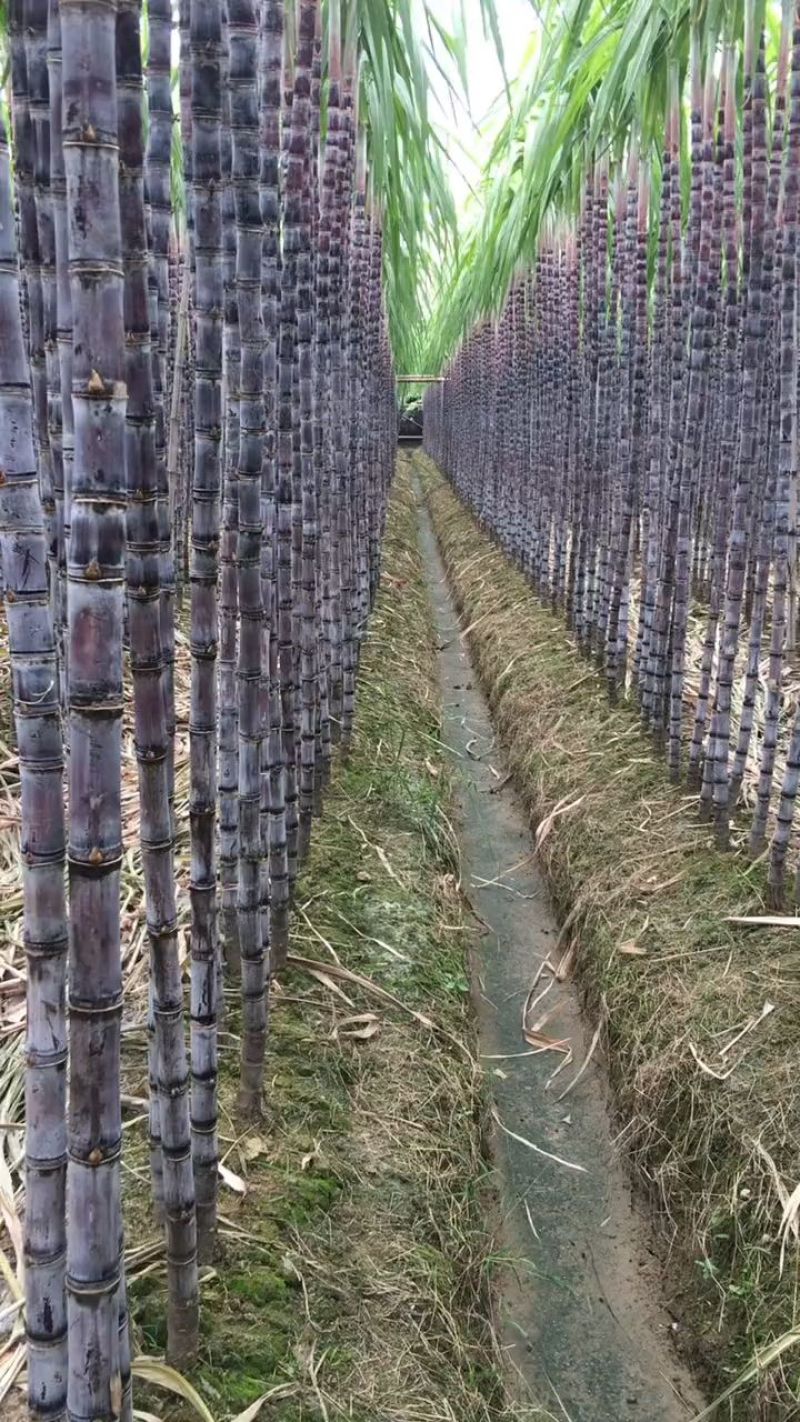 广东黑皮甘蔗对接电商市场商超可视频看货保证质量