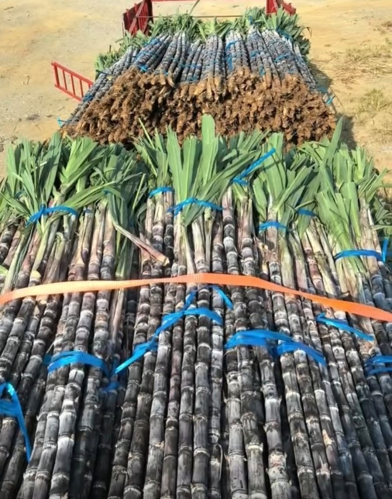 广东黑皮甘蔗对接电商市场商超可视频看货保证质量