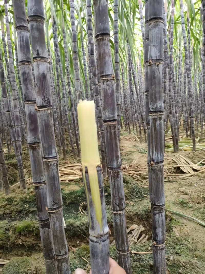 广东黑皮甘蔗对接电商市场商超可视频看货保证质量