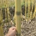 广东黄皮甘蔗基地发货对接电商市场商超保证质量