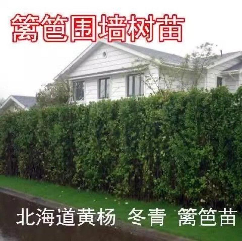 北海道大叶黄杨绿篱笆围墙围档南北方都可以绿化苗木