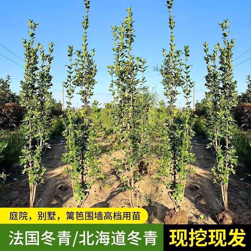 北海道大叶黄杨绿篱笆围墙围档南北方都可以绿化苗木