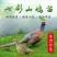 七彩山鸡苗一手货源孵化场直供山鸡出壳苗品种好