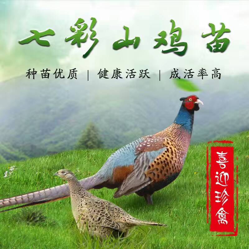 七彩山鸡苗一手货源孵化场直供山鸡出壳苗品种好